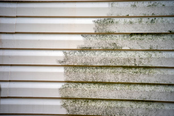 Best Basement Cleanout  in Elm City, NC